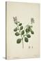 Crotolaria Verrueosa Linn, 1800-10-null-Stretched Canvas