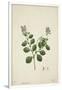 Crotolaria Verrueosa Linn, 1800-10-null-Framed Giclee Print