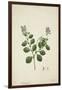 Crotolaria Verrueosa Linn, 1800-10-null-Framed Giclee Print