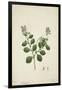 Crotolaria Verrueosa Linn, 1800-10-null-Framed Giclee Print