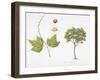 Croton Goudotii Plant with Flower, Leaf and Fruit-null-Framed Giclee Print