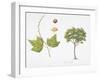 Croton Goudotii Plant with Flower, Leaf and Fruit-null-Framed Giclee Print