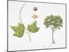 Croton Goudotii Plant with Flower, Leaf and Fruit-null-Mounted Giclee Print