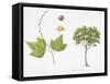 Croton Goudotii Plant with Flower, Leaf and Fruit-null-Framed Stretched Canvas