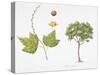 Croton Goudotii Plant with Flower, Leaf and Fruit-null-Stretched Canvas