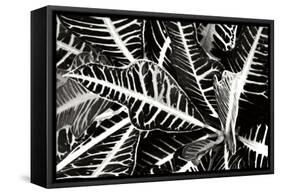 Croton I-Alan Hausenflock-Framed Stretched Canvas