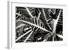 Croton I-Alan Hausenflock-Framed Photographic Print