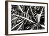 Croton I-Alan Hausenflock-Framed Photographic Print