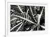 Croton I-Alan Hausenflock-Framed Photographic Print