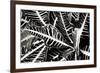 Croton I-Alan Hausenflock-Framed Photographic Print