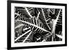 Croton I-Alan Hausenflock-Framed Photographic Print