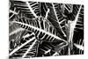 Croton I-Alan Hausenflock-Mounted Photographic Print