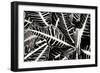 Croton I-Alan Hausenflock-Framed Photographic Print