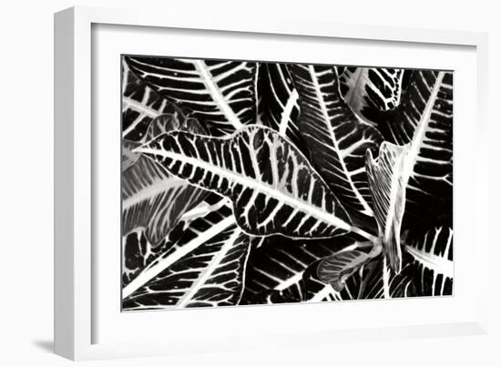 Croton I-Alan Hausenflock-Framed Photographic Print