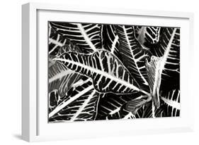 Croton I-Alan Hausenflock-Framed Photographic Print