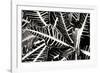 Croton I-Alan Hausenflock-Framed Photographic Print