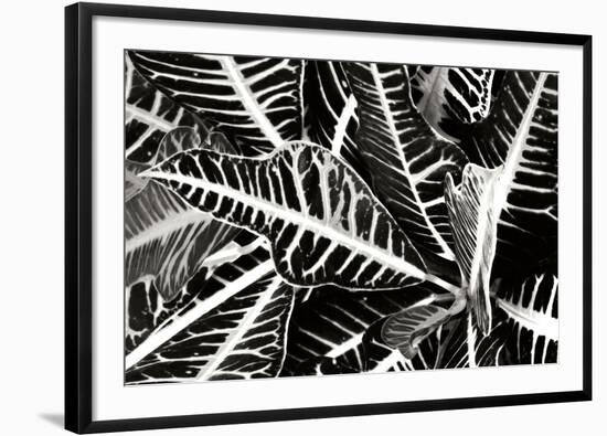 Croton I-Alan Hausenflock-Framed Photographic Print