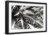 Croton II-Alan Hausenflock-Framed Premium Photographic Print