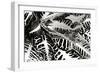 Croton II-Alan Hausenflock-Framed Premium Photographic Print