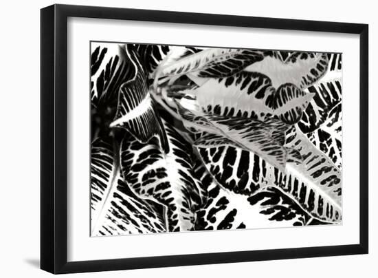 Croton II-Alan Hausenflock-Framed Photographic Print