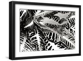 Croton II-Alan Hausenflock-Framed Photographic Print