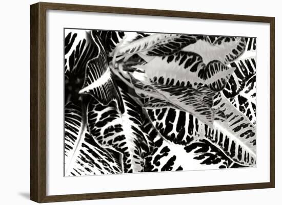 Croton II-Alan Hausenflock-Framed Photographic Print