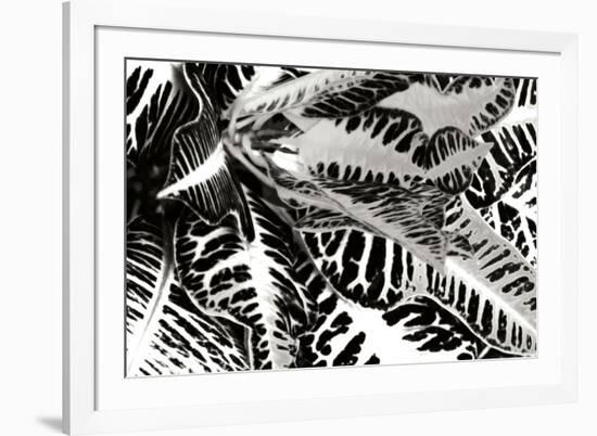 Croton II-Alan Hausenflock-Framed Photographic Print