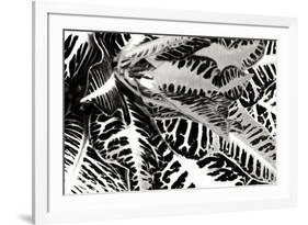 Croton II-Alan Hausenflock-Framed Photographic Print