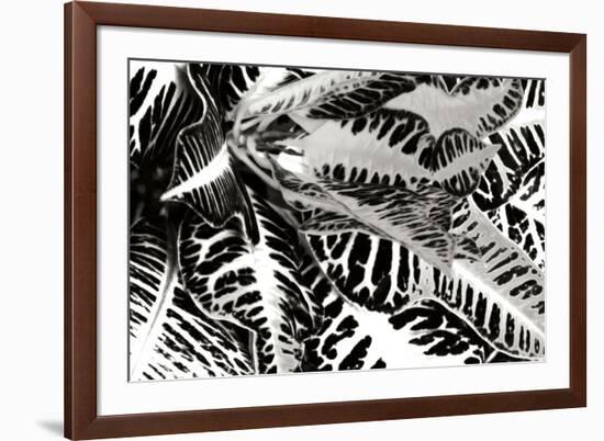 Croton II-Alan Hausenflock-Framed Photographic Print