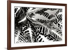 Croton II-Alan Hausenflock-Framed Photographic Print