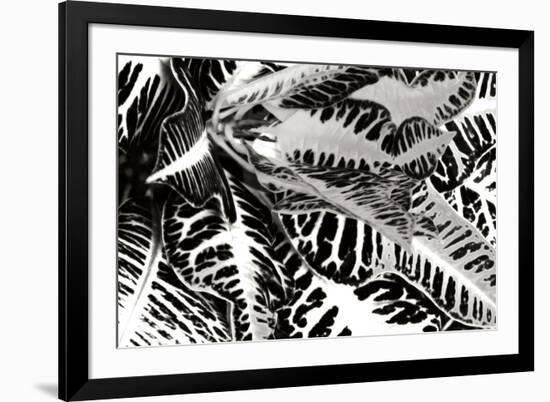 Croton II-Alan Hausenflock-Framed Photographic Print