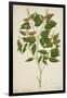 Croton Laccifeus Linn, 1800-10-null-Framed Giclee Print