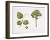 Croton Mongue Plant with Flower, Foliage and Fruit-null-Framed Giclee Print