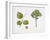 Croton Mongue Plant with Flower, Foliage and Fruit-null-Framed Giclee Print