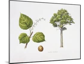 Croton Mongue Plant with Flower, Foliage and Fruit-null-Mounted Giclee Print