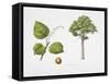 Croton Mongue Plant with Flower, Foliage and Fruit-null-Framed Stretched Canvas