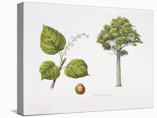 Croton Mongue Plant with Flower, Foliage and Fruit-null-Stretched Canvas