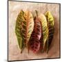 Croton-Glen and Gayle Wans-Mounted Giclee Print