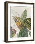 Crotons-Jacob Q-Framed Art Print