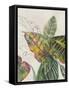 Crotons-Jacob Q-Framed Stretched Canvas