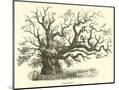 Wood Mount