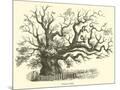 Wood Mount