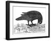 Crow, Historical Artwork-Middle Temple Library-Framed Photographic Print