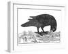 Crow, Historical Artwork-Middle Temple Library-Framed Photographic Print