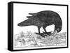 Crow, Historical Artwork-Middle Temple Library-Framed Stretched Canvas