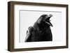 Crow in Studio-redpip1984-Framed Photographic Print