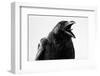 Crow in Studio-redpip1984-Framed Photographic Print