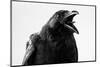 Crow in Studio-redpip1984-Mounted Photographic Print