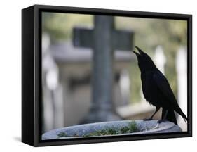 Crow on a Grave, Paris, Ile De France, France, Europe-Godong-Framed Stretched Canvas