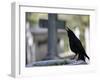 Crow on a Grave, Paris, Ile De France, France, Europe-Godong-Framed Photographic Print